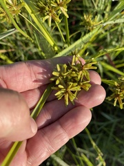 Cyperus ochraceus