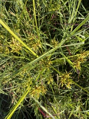 Cyperus ochraceus