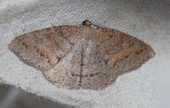 Drepanulatrix secundaria