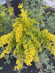 Solidago