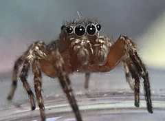 Mexigonus morosus