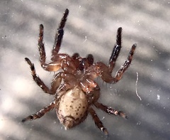 Mexigonus morosus