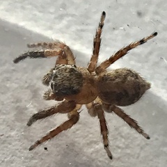 Mexigonus morosus