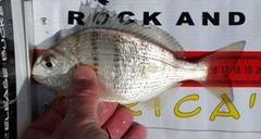 Go-Home-Fish photo 2