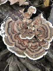 Trametes versicolor image