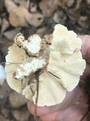 Trametes versicolor image