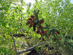 Picea glauca densata