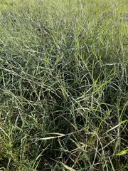 Dichanthium aristatum