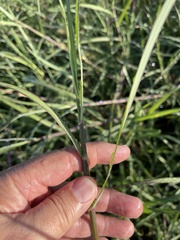 Dichanthium aristatum