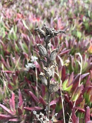 Castilleja affinis affinis