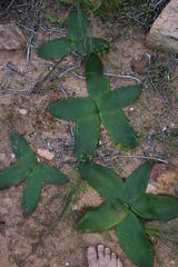Brunsvigia bosmaniae