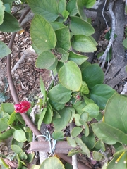 Hibiscus rosa-sinensis