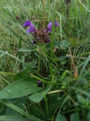 Prunella grandiflora