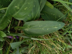 Prunella grandiflora