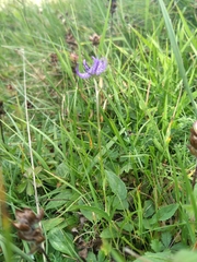 Phyteuma orbiculare orbiculare