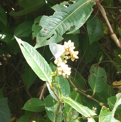Celastrina lavendularis