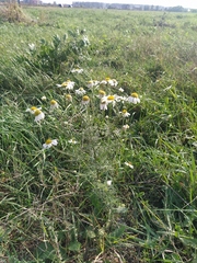 Tripleurospermum inodorum