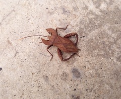 Molipteryx hardwickii