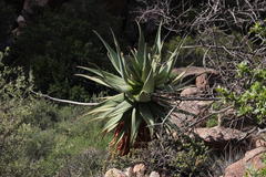 Aloe comosa