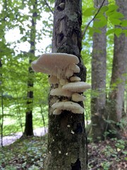 Irpiciporus