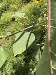 Rhodobaenus tredecimpunctatus