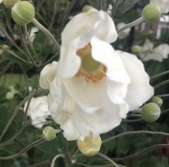 Eriocapitella × hybrida