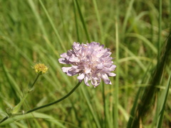 Knautia arvensis