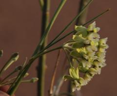 Gomphocarpus filiformis