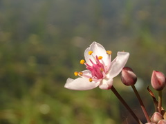 Butomus umbellatus