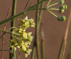 Gomphocarpus filiformis