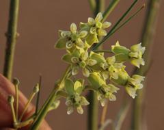 Gomphocarpus filiformis