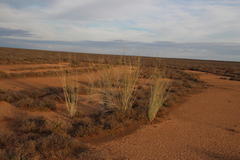 Gomphocarpus filiformis