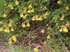 Hermannia althaeoides