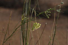 Gomphocarpus filiformis