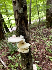 Irpiciporus