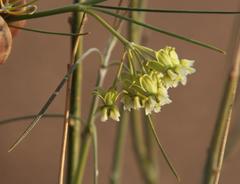 Gomphocarpus filiformis