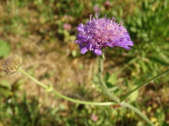Knautia arvensis