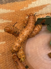 Anisota oslari