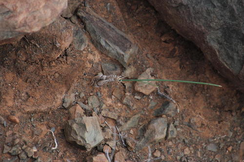 Albuca collina