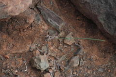 Albuca collina