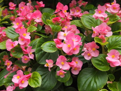 Begonia cucullata hookeri