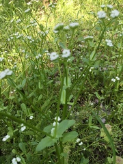 Valerianella radiata