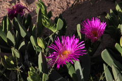 Carpobrotus quadrifidus