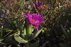 Carpobrotus quadrifidus
