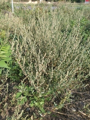 Atriplex tatarica