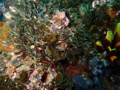 Exallosorus harveyanus