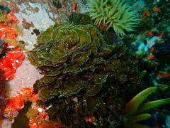 Exallosorus harveyanus