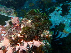 Exallosorus harveyanus