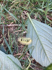 Calliteara pudibunda