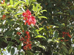 Hylocharis chrysura